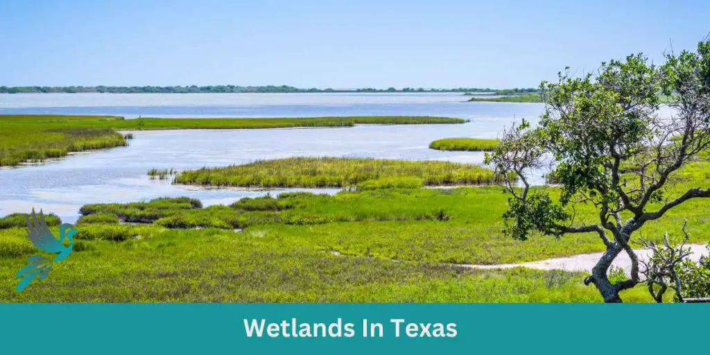 Wetlands In Texas Birds & Wetlands