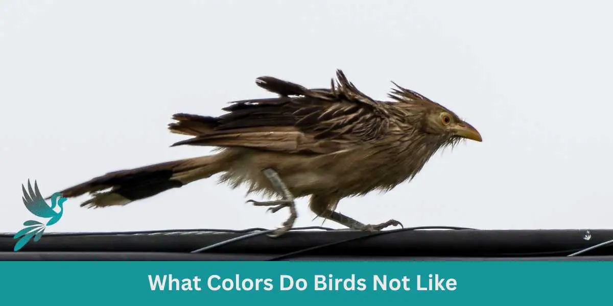 What Colors Do Birds Not Like