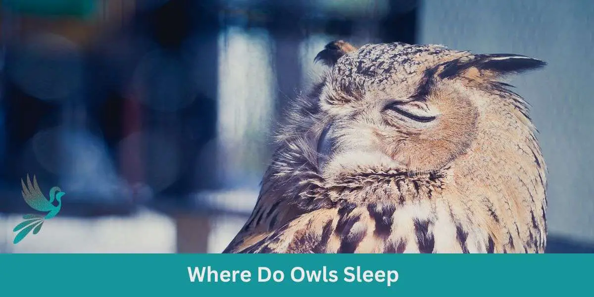Where Do Owls Sleep