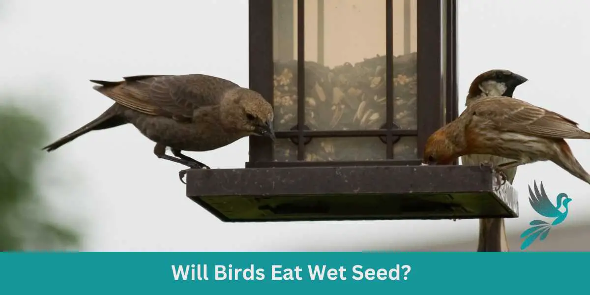 Will Birds Eat Wet Seed