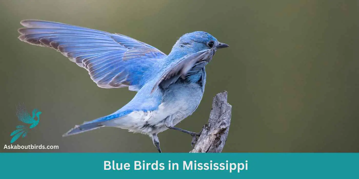 14 Blue Birds in Mississippi (+Free Photo Guide)