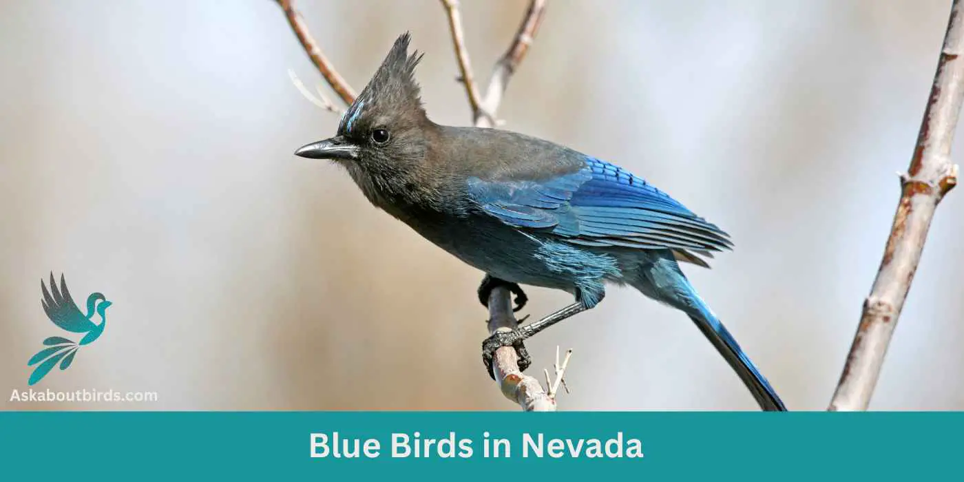 12 Blue Birds in Nevada (+Free Photo Guide)