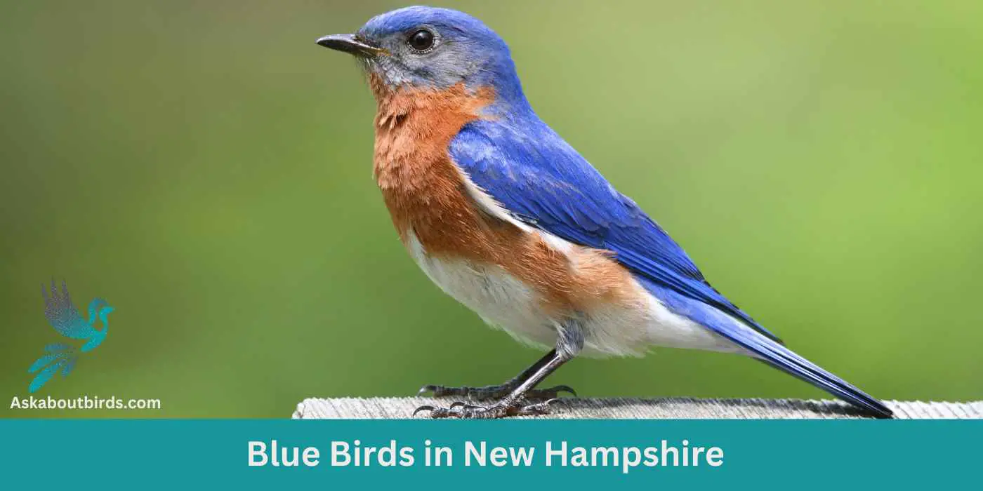 10 Blue Birds in New Hampshire (+Free Photo Guide)