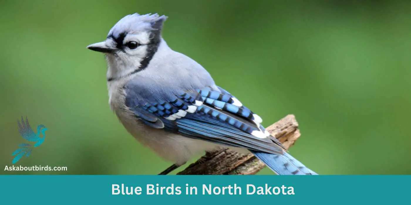 12 Blue Birds in North Dakota (+Free Photo Guide)