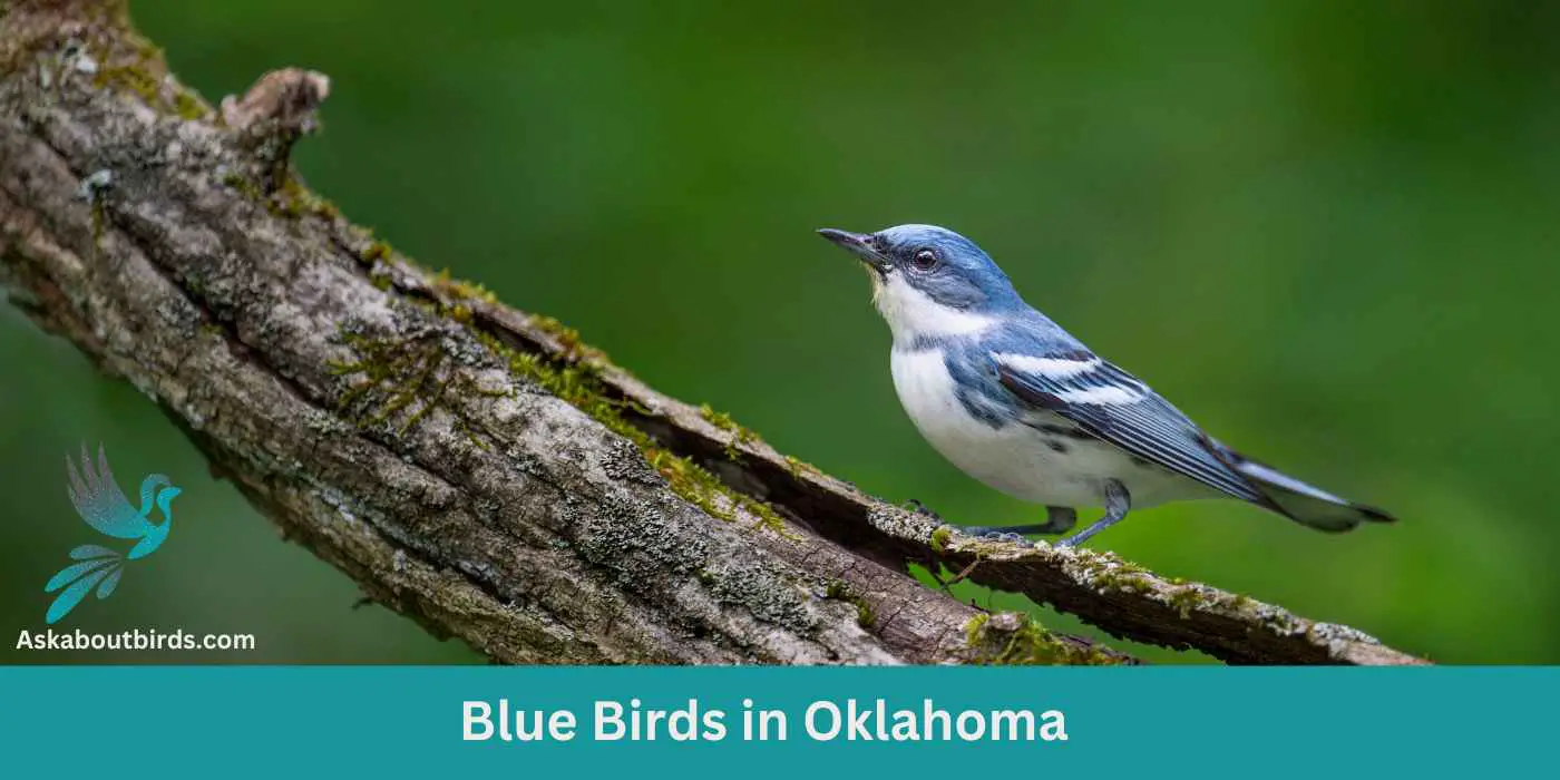 15 Blue Birds in Oklahoma (+Free Photo Guide)