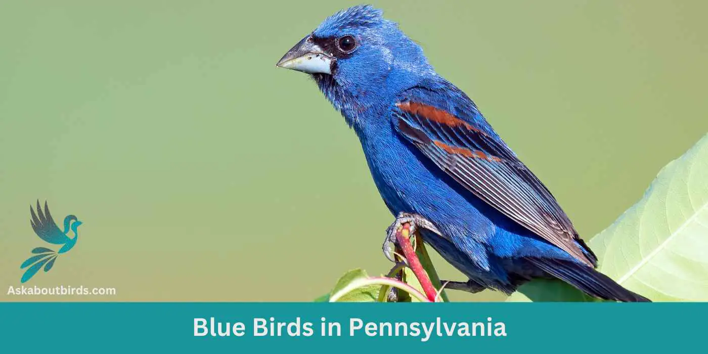 11 Blue Birds in Pennsylvania (+Free Photo Guide)