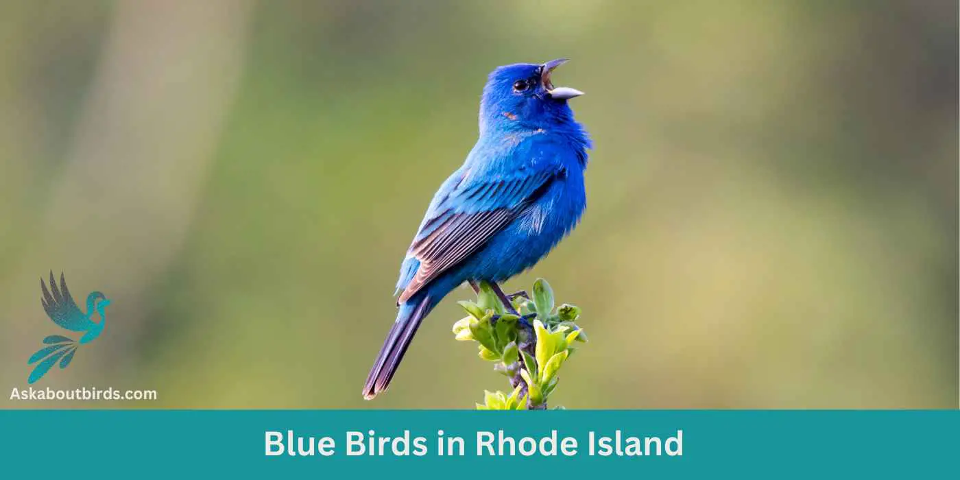 10 Blue Birds in Rhode Island (+Free Photo Guide)