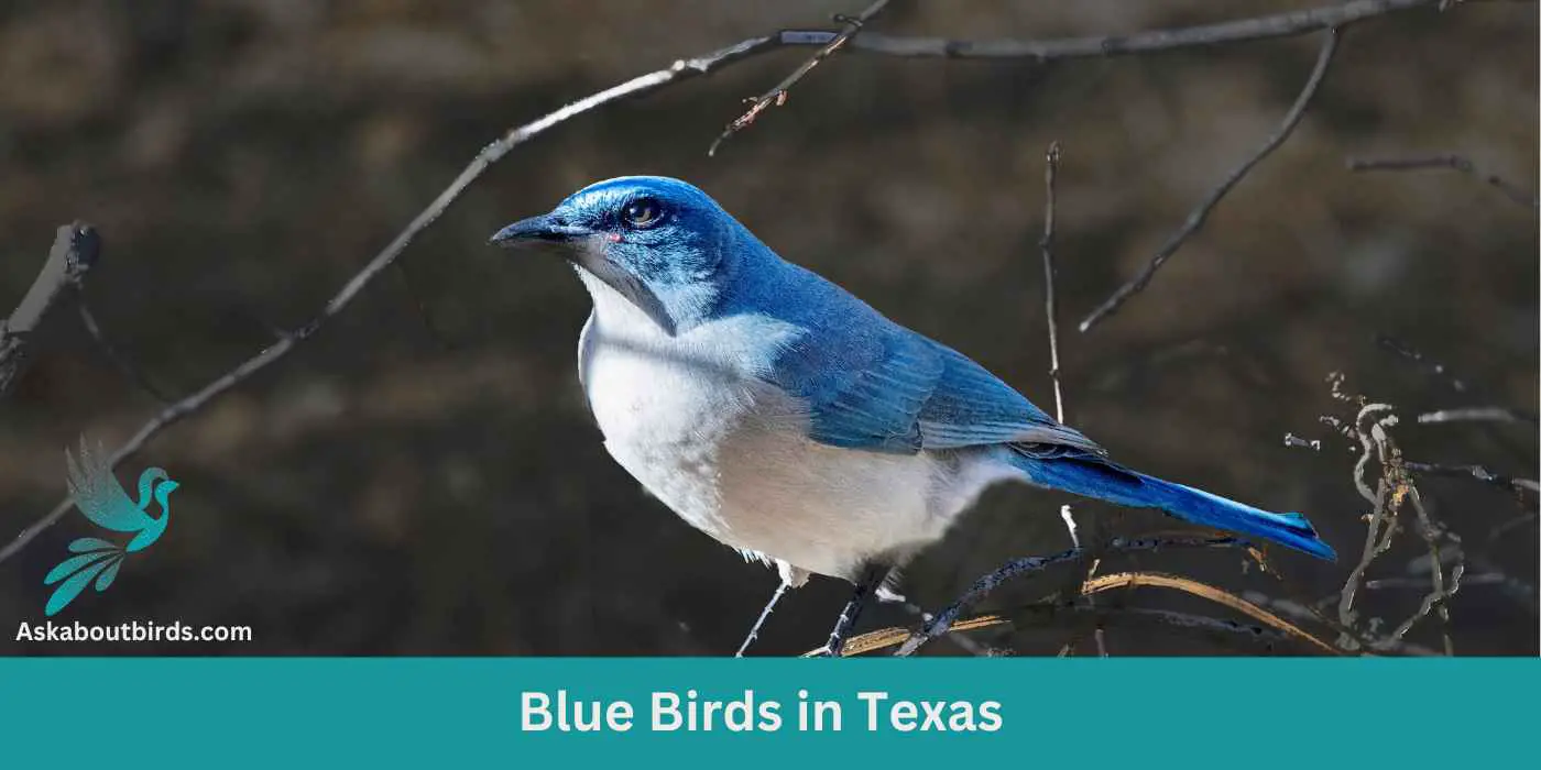 18 Blue Birds in Texas (+Free Photo Guide)