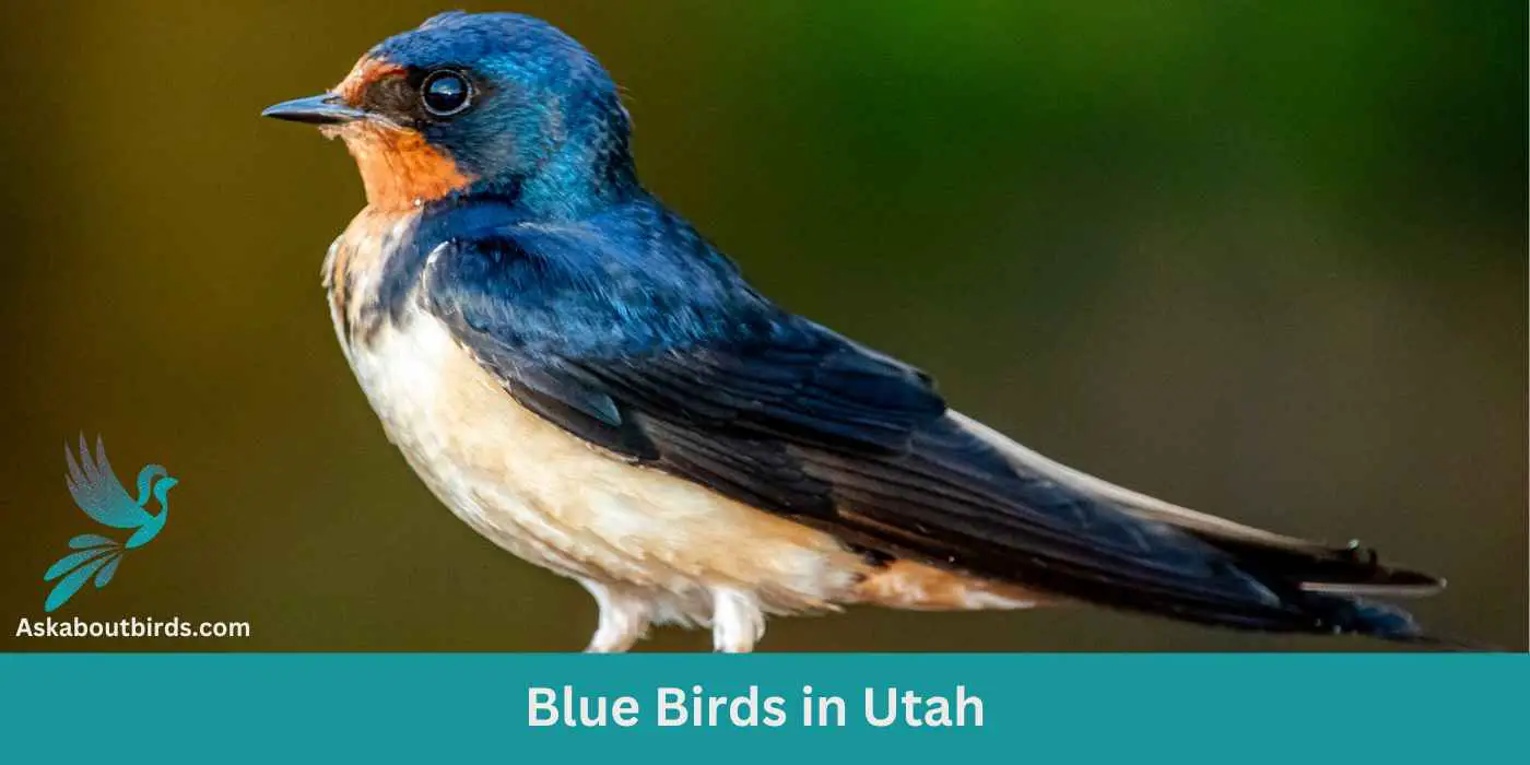 13 Blue Birds in Utah (+Free Photo Guide)