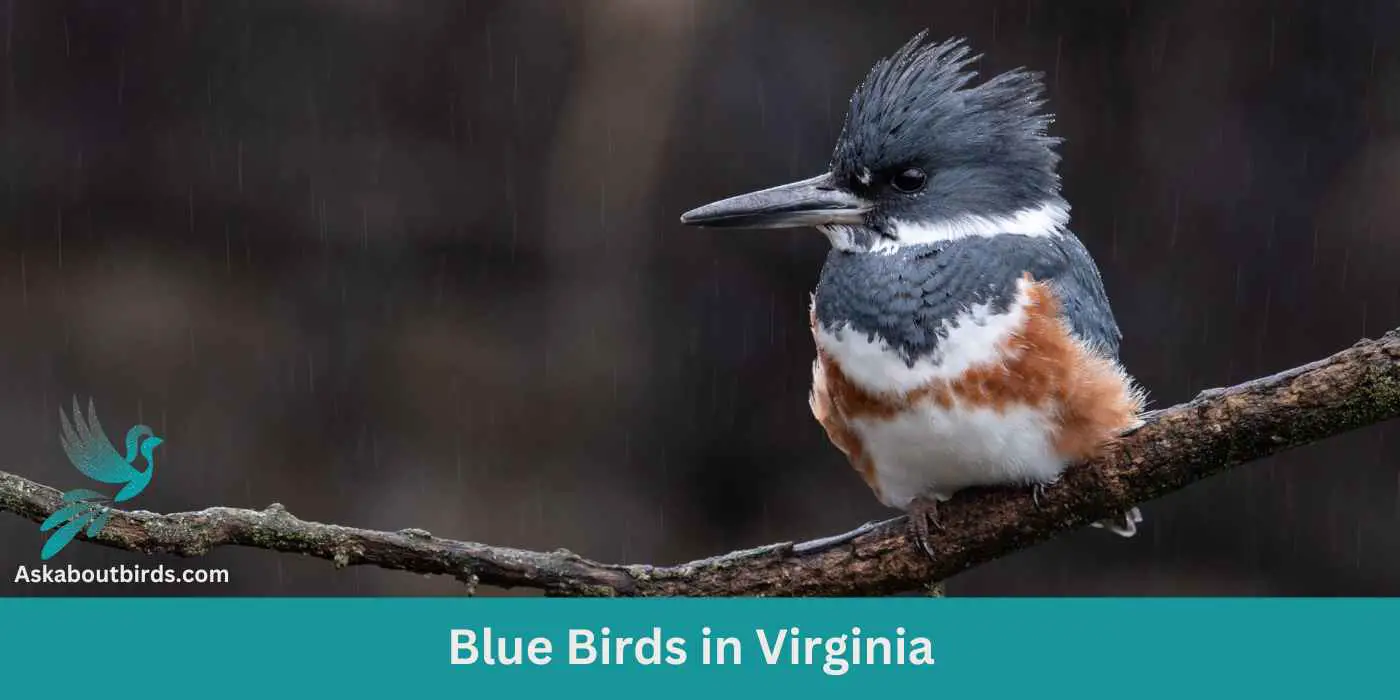 12 Blue Birds in Virginia (+Free Photo Guide)