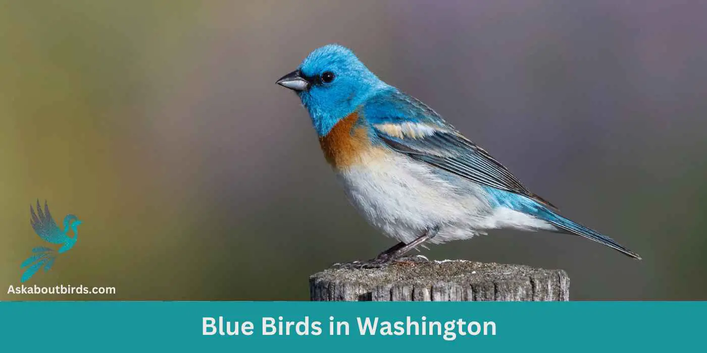11 Blue Birds in Washington (+Free Photo Guide)