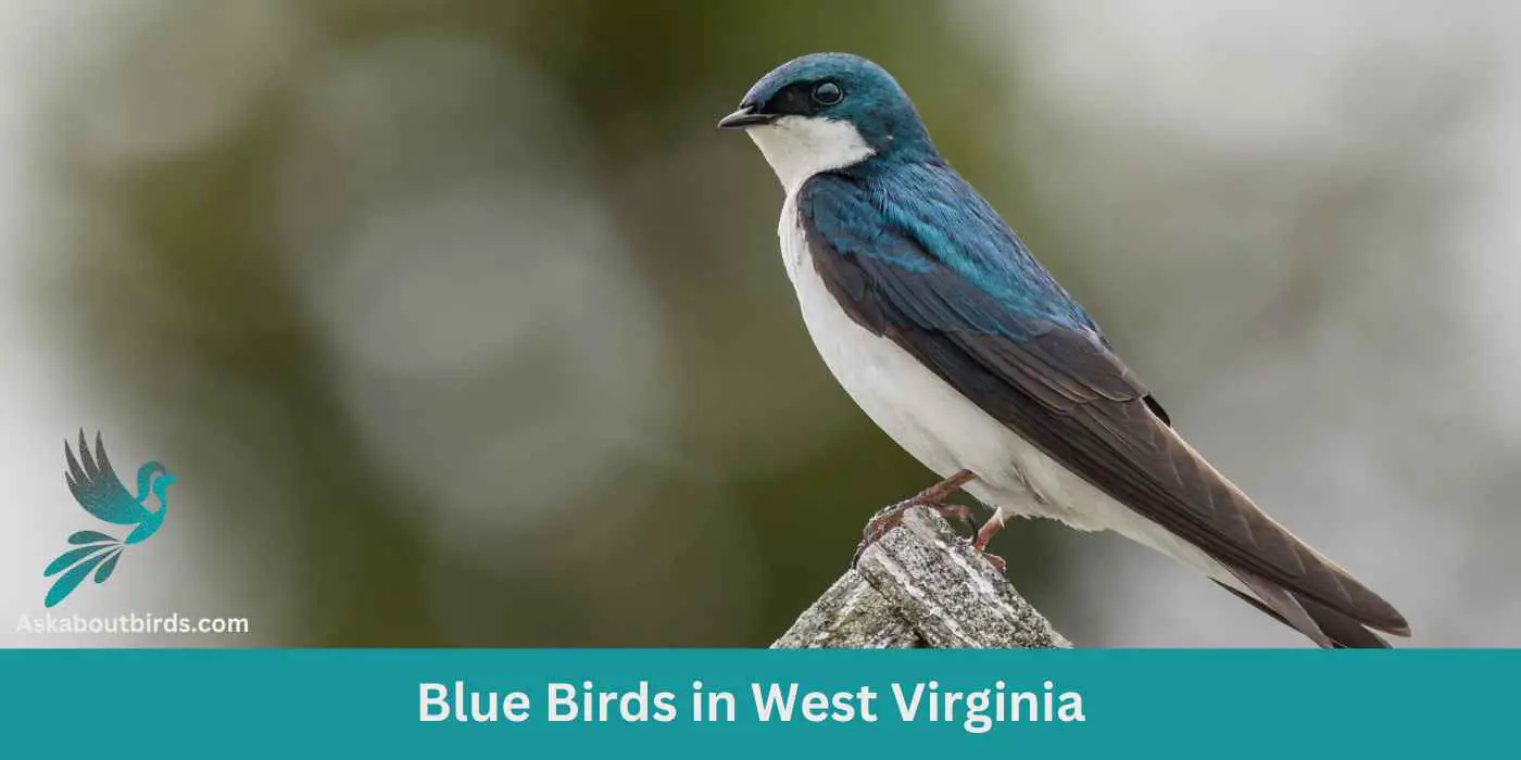10 Blue Birds in West Virginia (+Free Photo Guide)