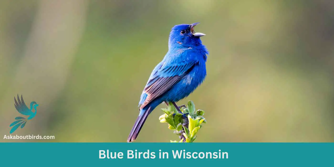 10 Blue Birds in Wisconsin (Free Photo Guide)