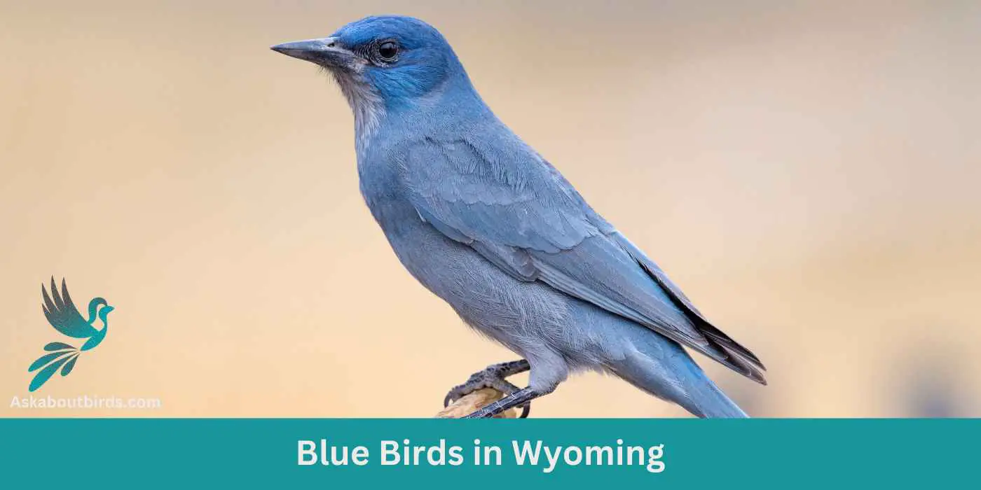 13 Blue Birds in Wyoming (+Free Photo Guide)