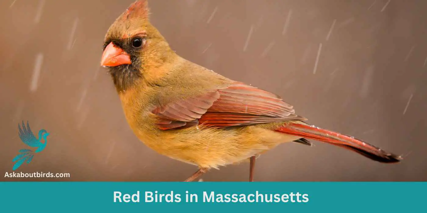 12 Red Birds in Massachusetts (+Free Photo Guide)