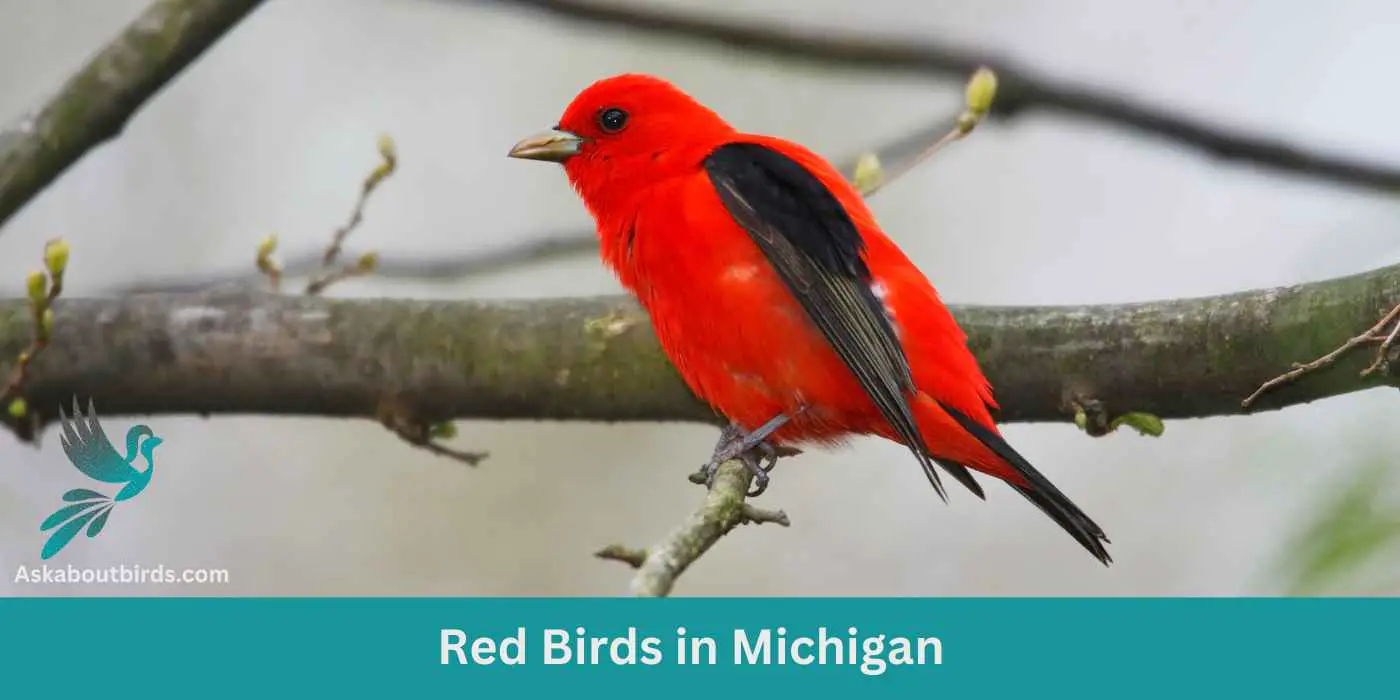 12 Red Birds in Michigan (+Free Photo Guide)