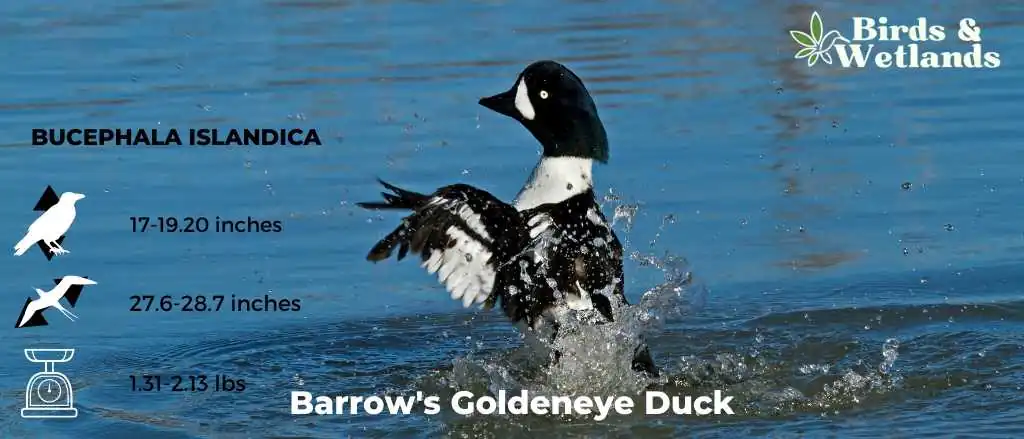 Barrow's Goldeneye Duck