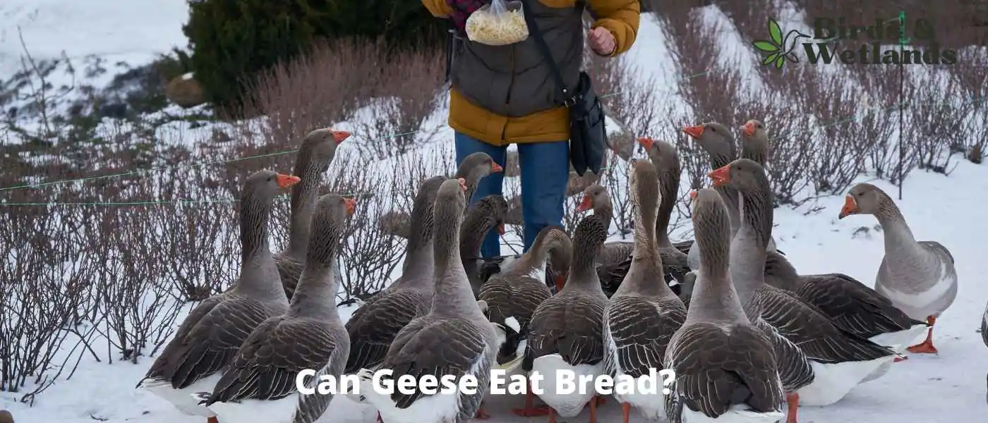 Can Geese Eat Bread?