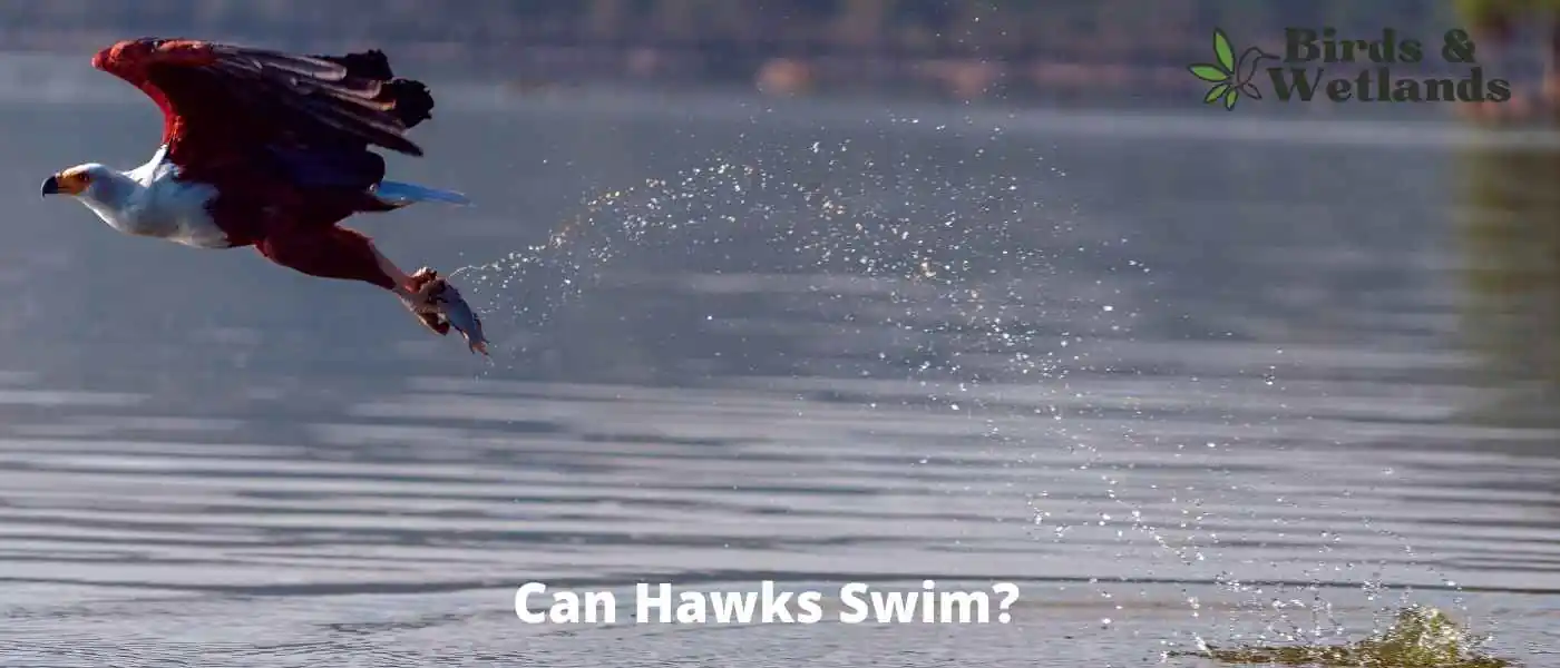 Can Hawks Swim