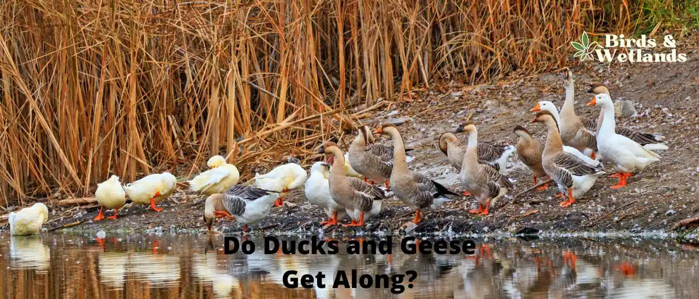 Do Ducks and Geese Get Along