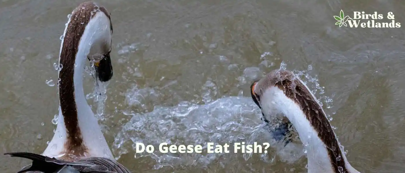 Do Geese Eat Fish?