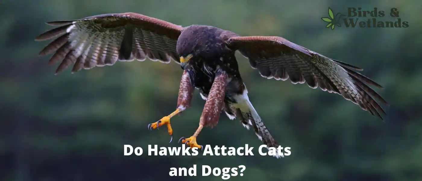 Do Hawks Attack Cats and Dogs