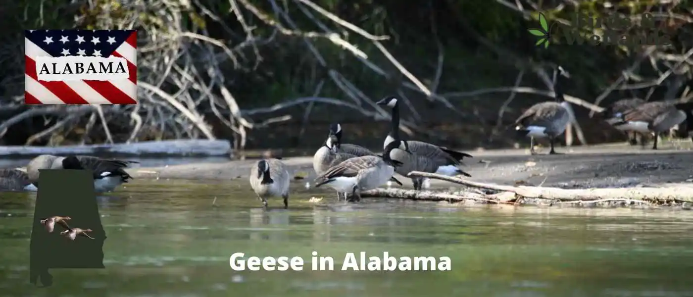 Geese in Alabama