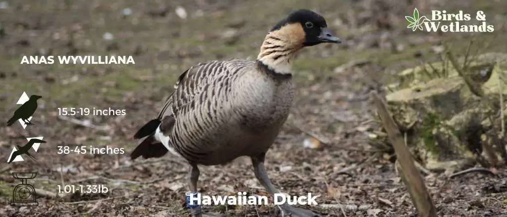 Hawaiian Duck