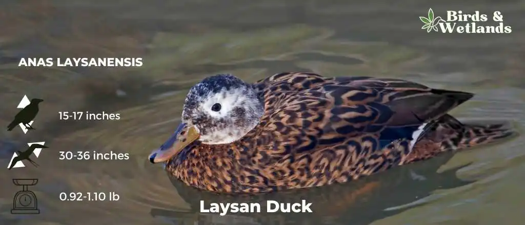 Laysan Duck