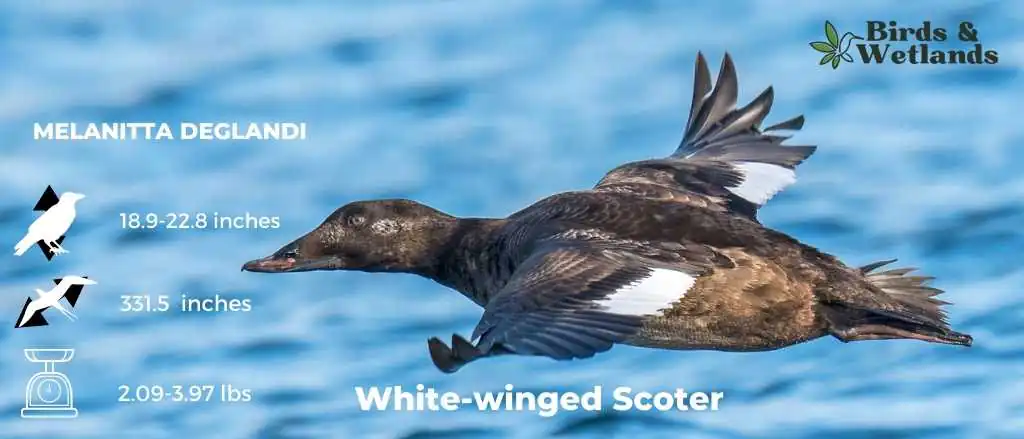White-winged Scoter