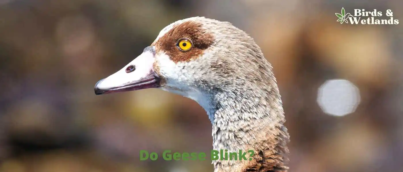 Do Geese Blink?
