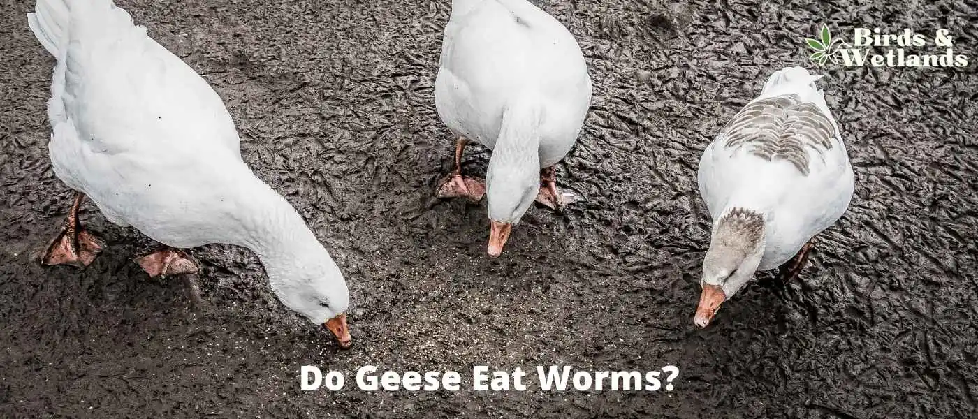 Do Geese Eat Worms