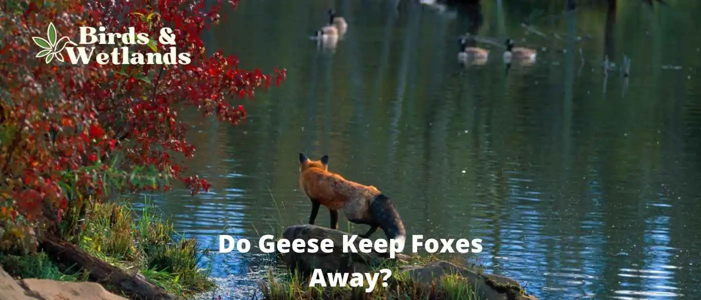Do Geese Keep Foxes Away
