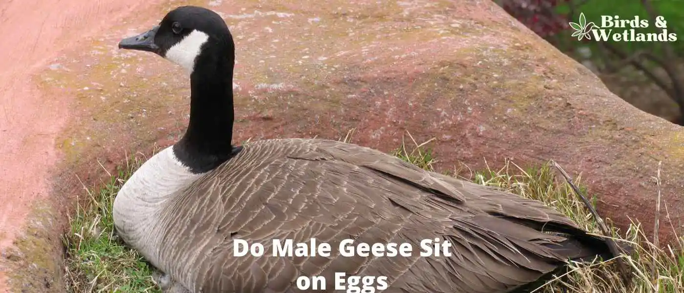 Do Male Geese Sit on Eggs