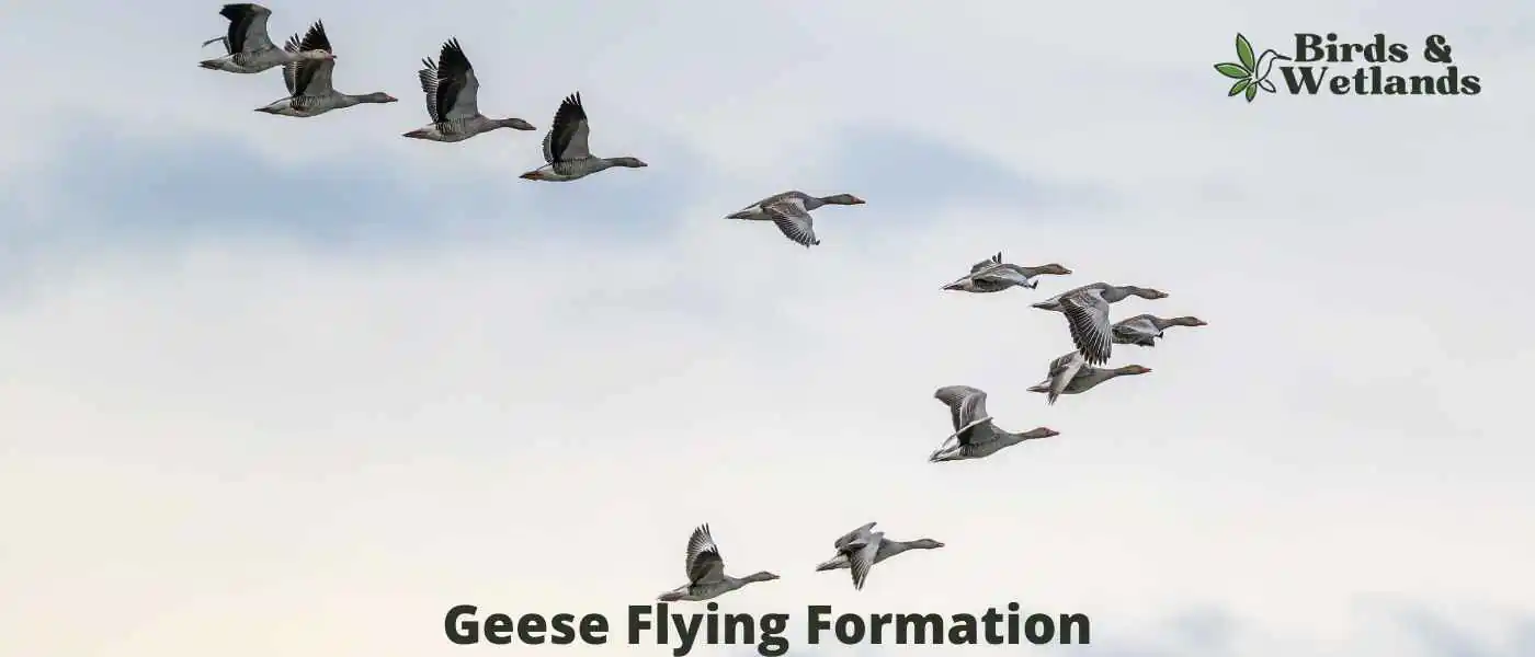 Geese Flying Formation