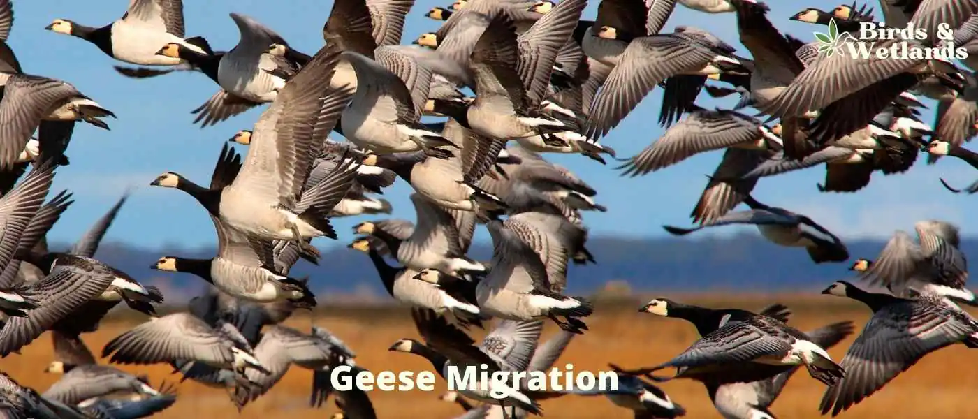 Geese Migration
