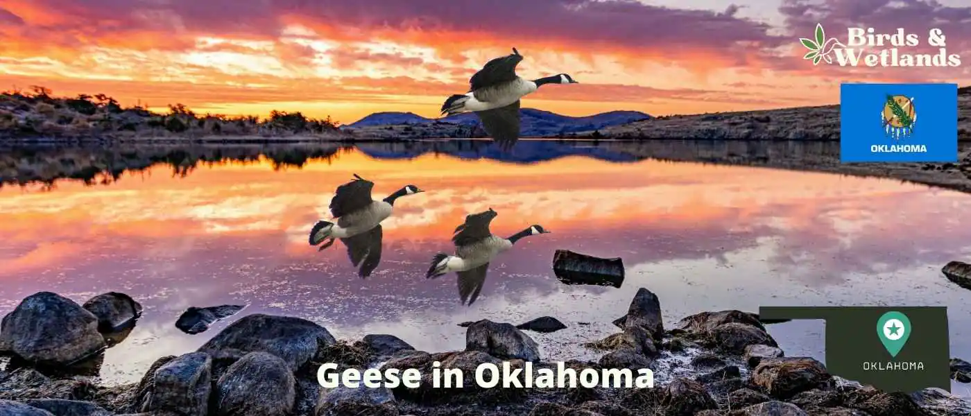 Geese in Oklahoma