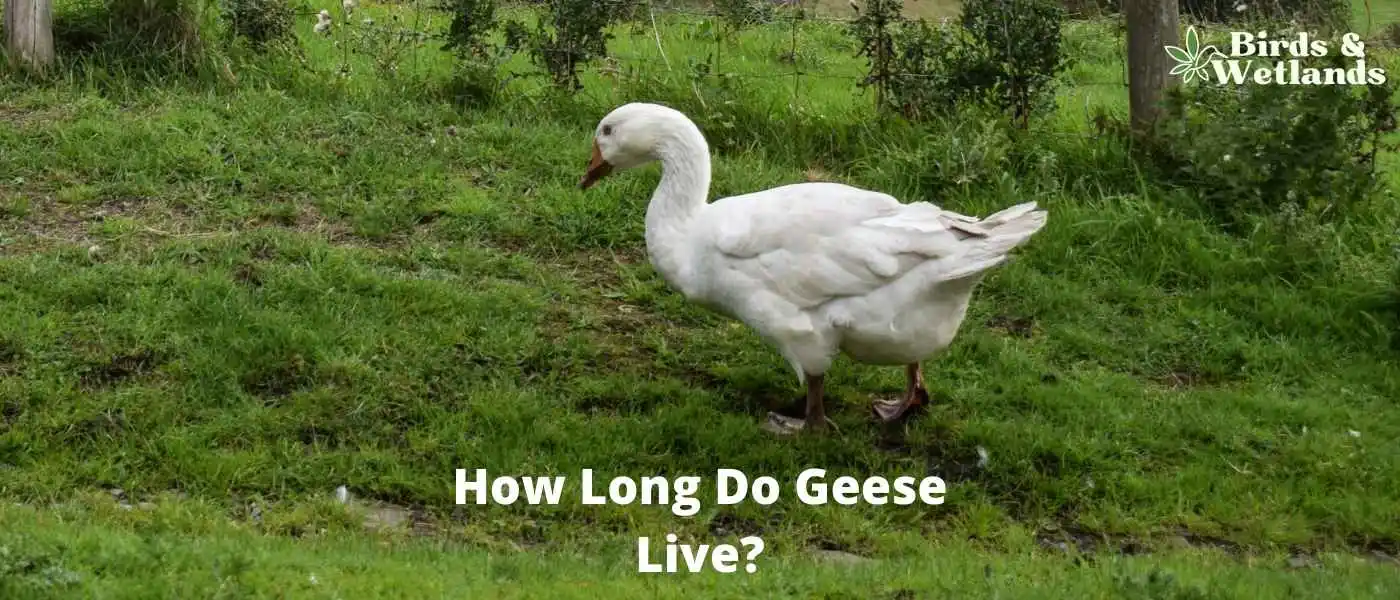 How Long Do Geese Live