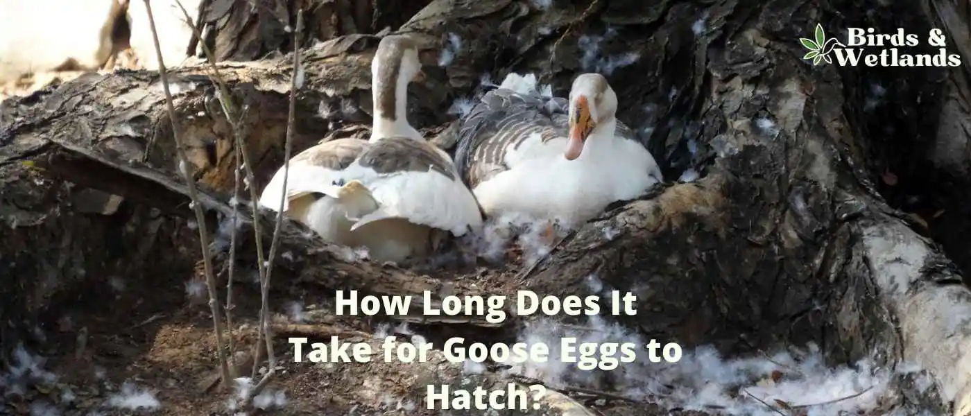 How Long Does It Take for Goose Eggs to Hatch?