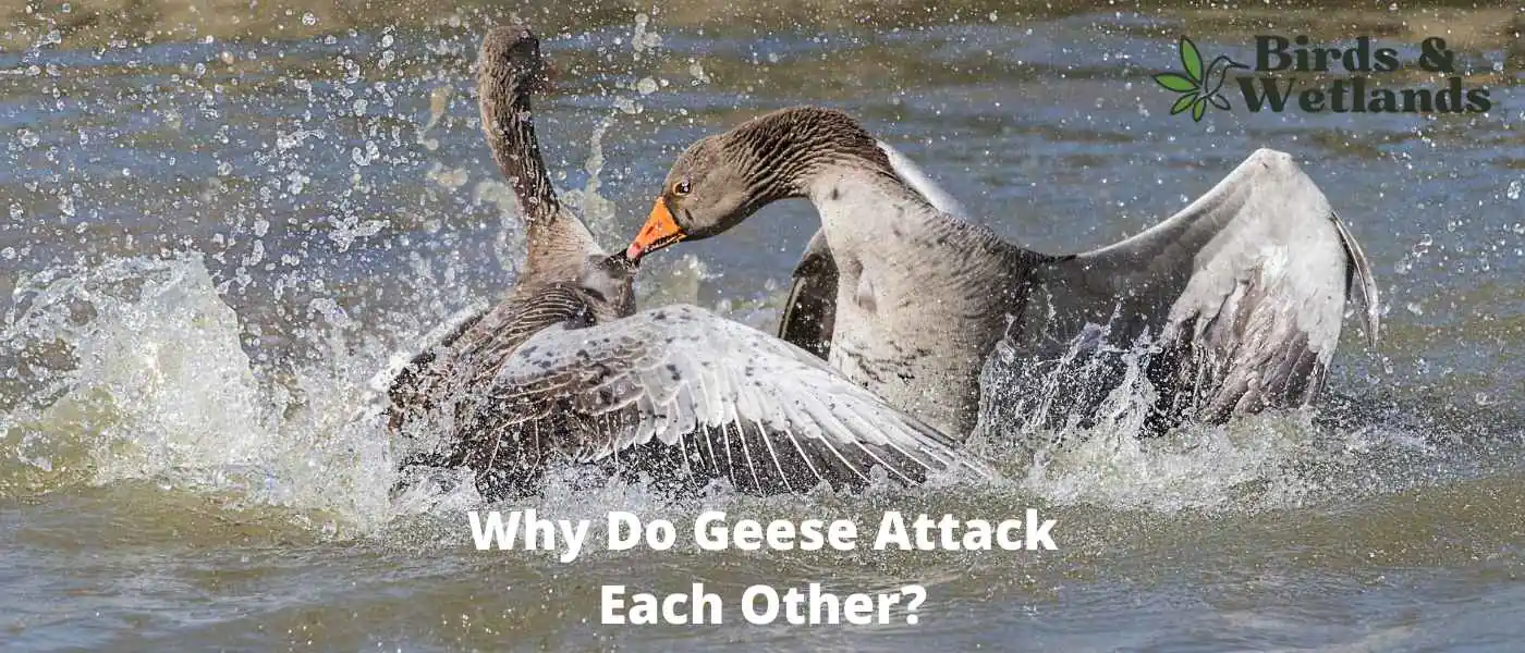 geese fighting each other