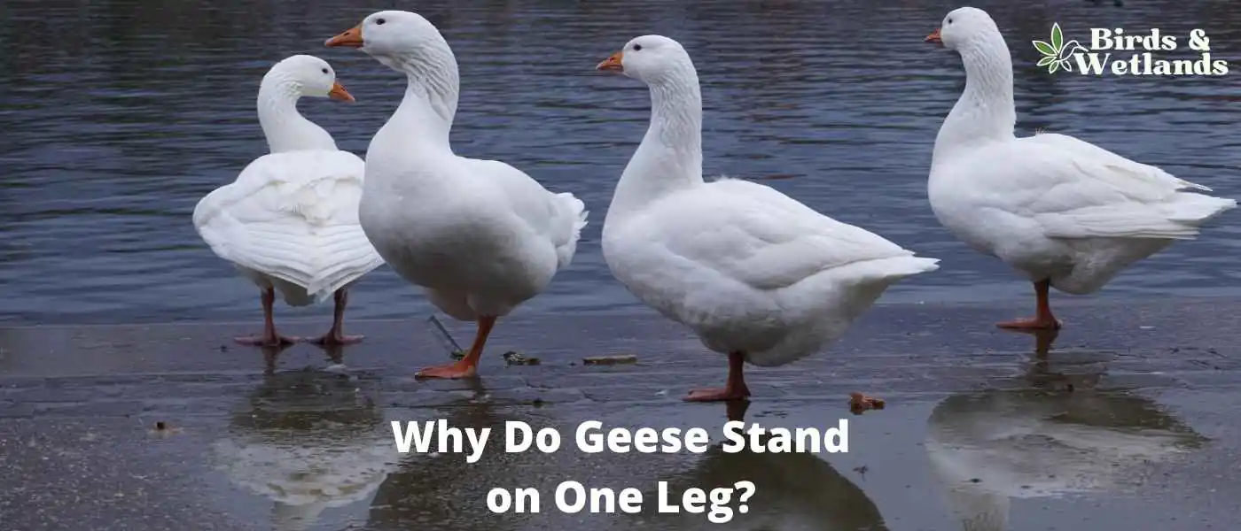 Why Do Geese Stand on One Leg?