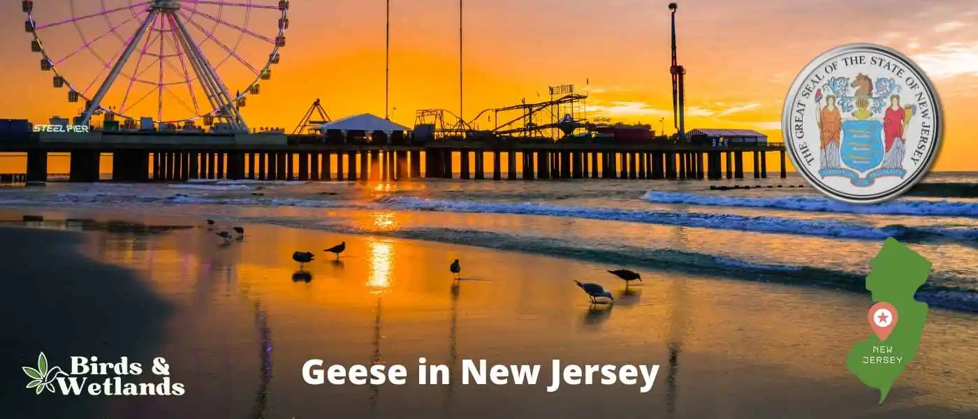 Geese in New Jersey