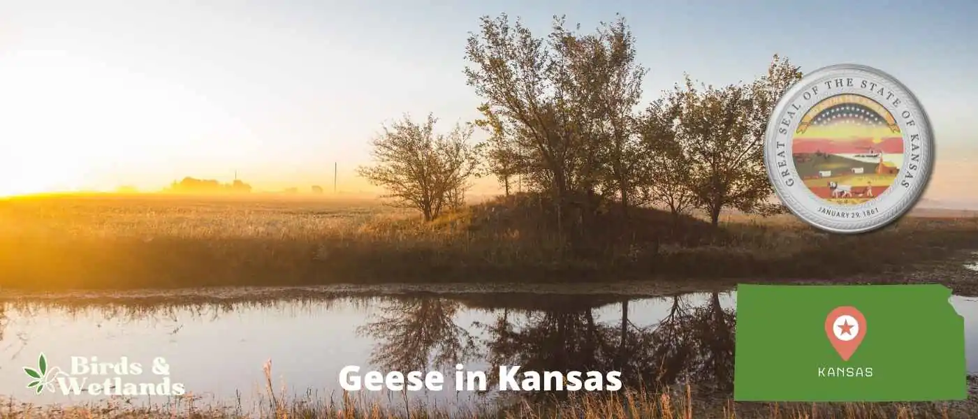 Geese in Kansas