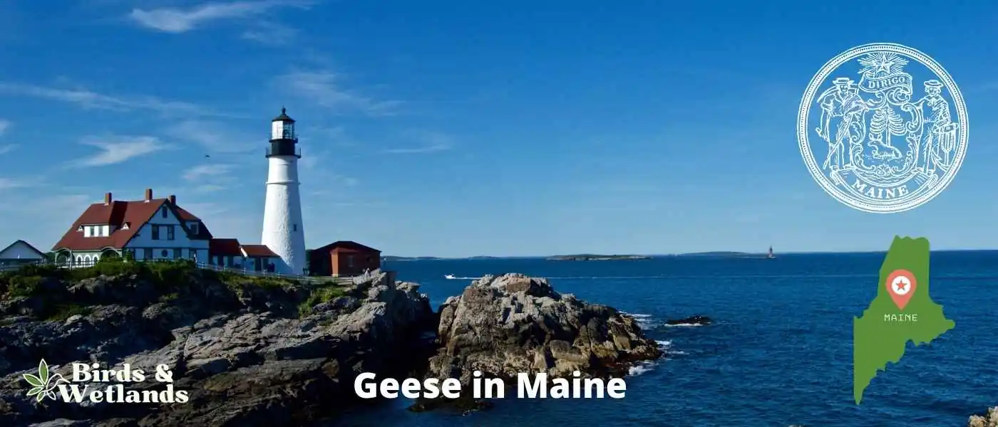 Geese in Maine