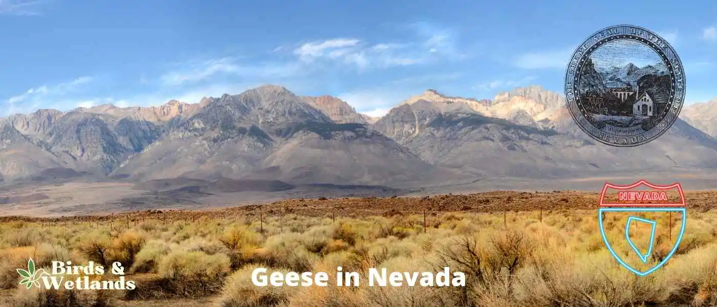 Geese in Nevada