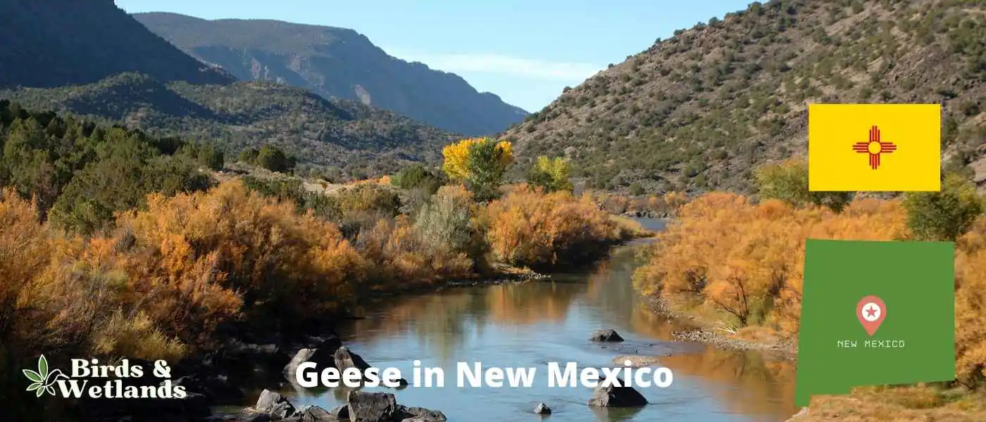 Geese in New Mexico