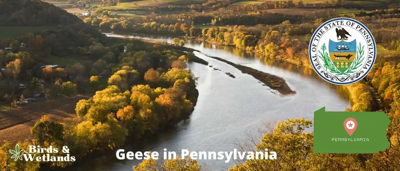 Geese in Pennsylvania