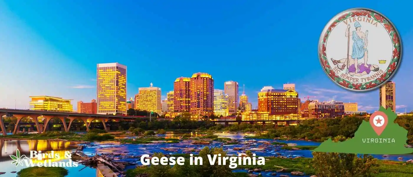 Geese in Virginia