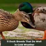 Winter-Ready Quackers: 12 Duck Breeds That Do Well in Cold Weather