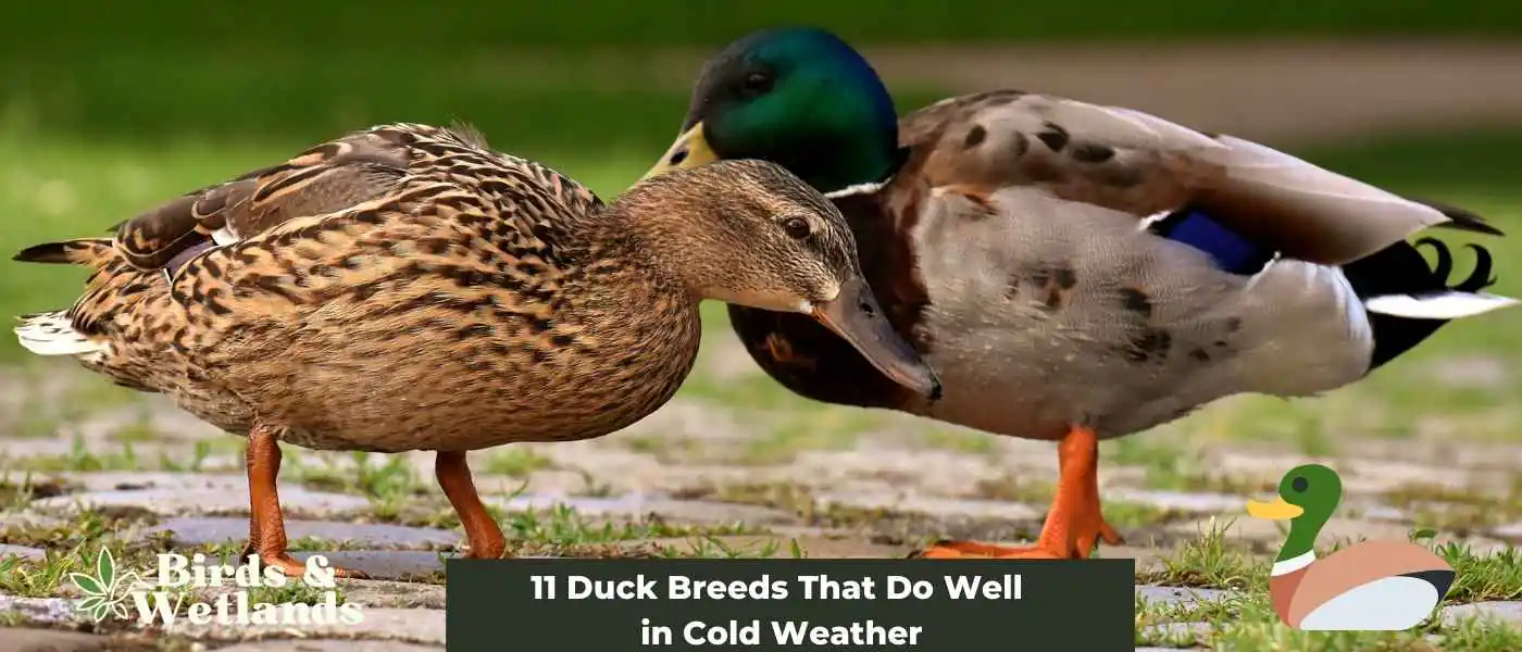 11 Duck Breeds That Do Well in Cold Weather